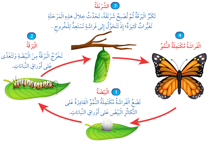 دورة حياة الفراشة